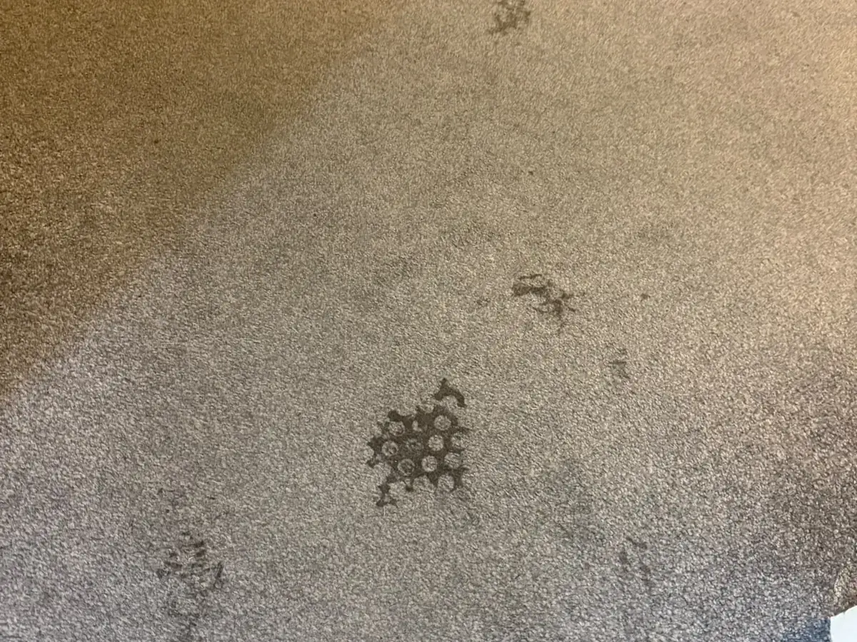 Close view of spotting and soiling worked into communal carpet pile